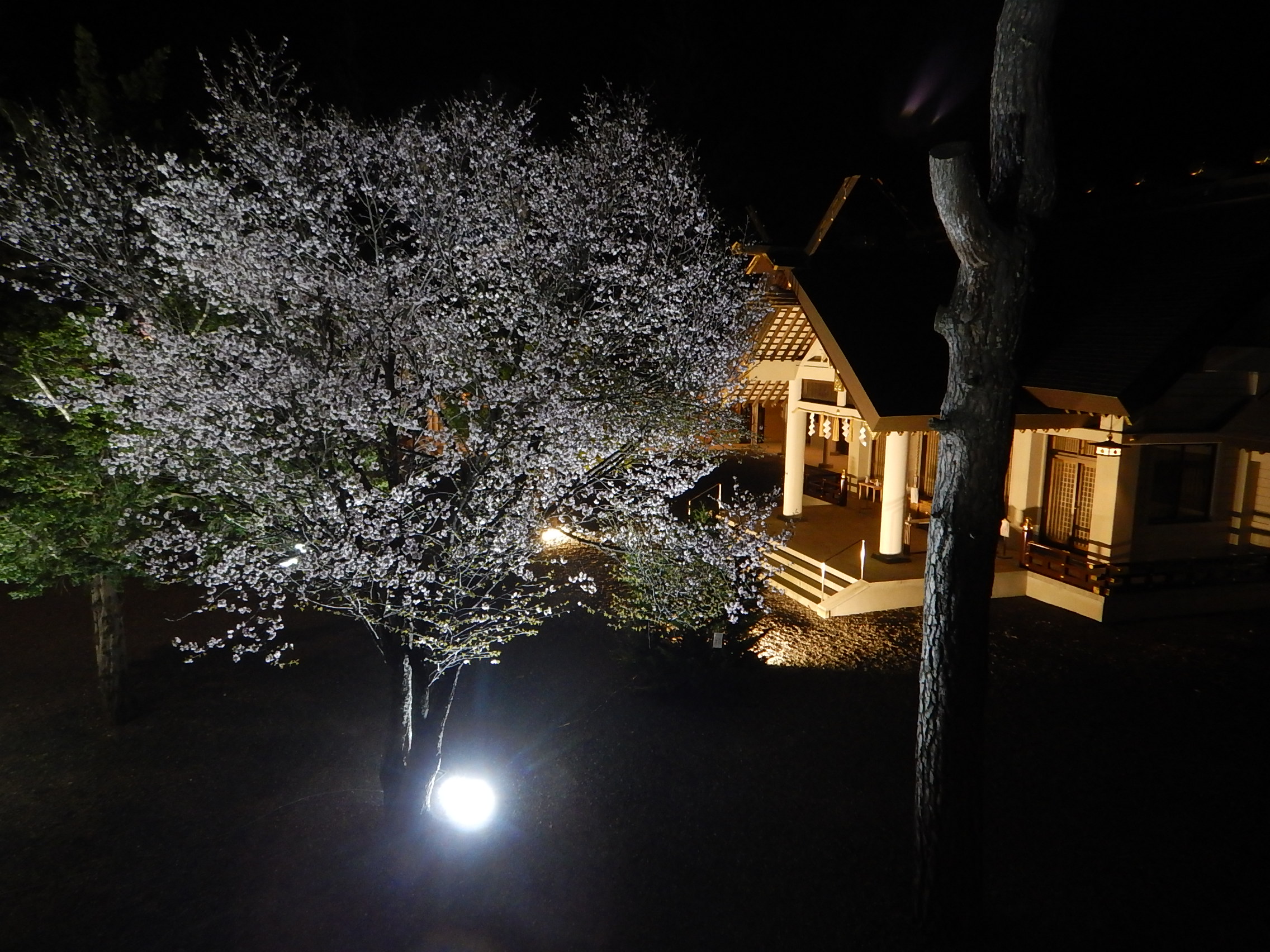 令和6年 境内の桜と夜桜ライトアップ